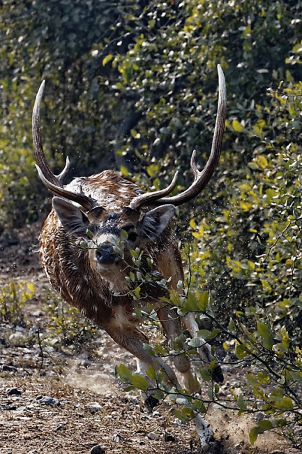 Keoladeo national park-130